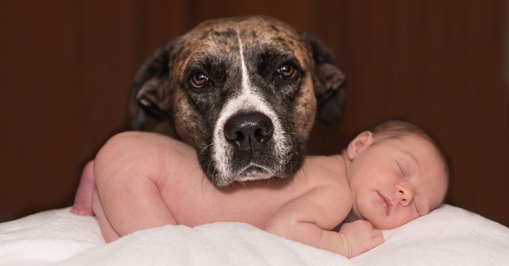 truffinade-chien-bébé-grossesse-conseils-accouchement