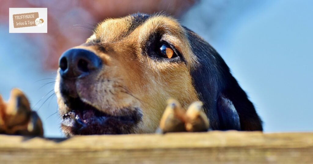 Le chien qui aboie