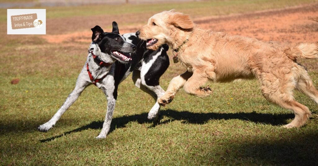 Le chien qui est harcelant