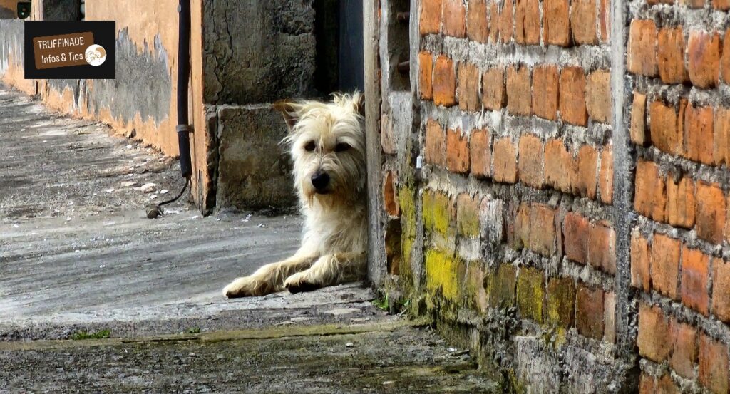 Le chien qui a peur dans la rue