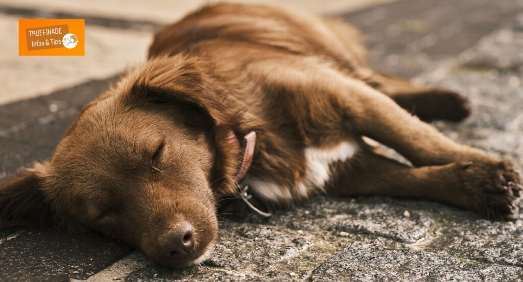 Le chien qui ne dort pas assez